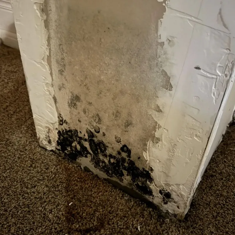 Professional Mold Removal in Brooksville, FL